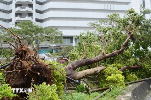 Siêu bão Neoguri đổ bộ hòn đảo chính ở Tây Nam Nhật Bản