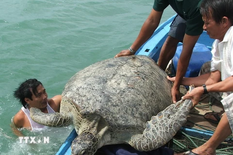 Thả cá thể rùa biển quý hiếm có nguy cơ tuyệt chủng về tự nhiên