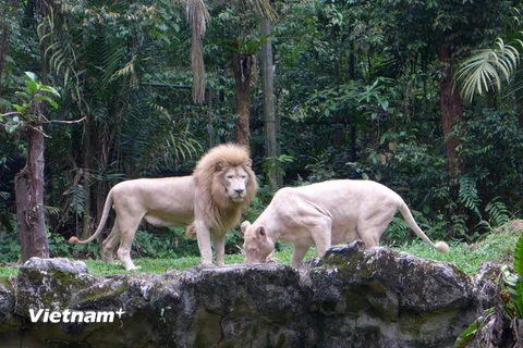 Singapore Zoo được bình chọn là vườn thú đẹp nhất châu Á