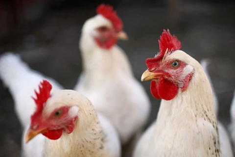 Mỹ thắng kiện trong vụ Ấn Độ hạn chế nhập khẩu thịt gà 