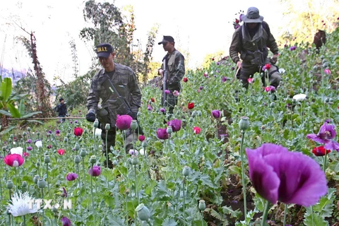 Myanmar, Thái Lan hợp tác tăng cường kiểm soát ma túy