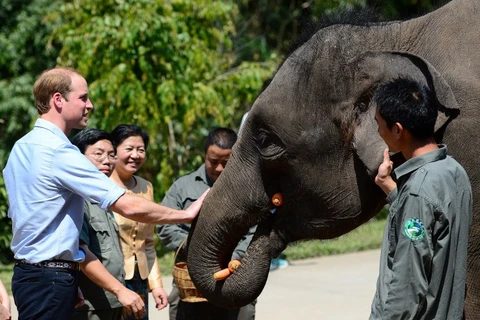 Hoàng tử William chụp ảnh cùng một chú voi được giải cứu ở Xishuangbanna, Trung Quốc. (Ảnh: Splash)