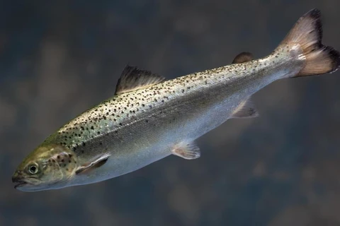 Loại cá hồi biến đổi gien AquAdvantage. (Nguồn: bostonglobe.com)