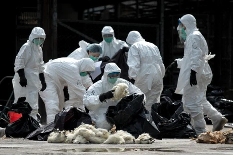 Nhân viên y tế thu giữ số gà nhiễm cúm gia cầm H5N6. (Nguồn: AFP)