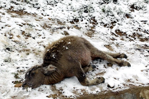 Một con gia súc bị chết do băng giá tại Sa Pa. (Ảnh: TTXVN)