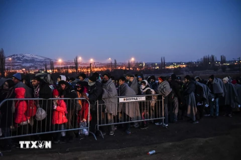 Người di cư đợi để vào trại tị nạn sau khi vượt qua biên giới Macedonia tới Serbia ngày 23/1. (Ảnh: AFP/TTXVN)