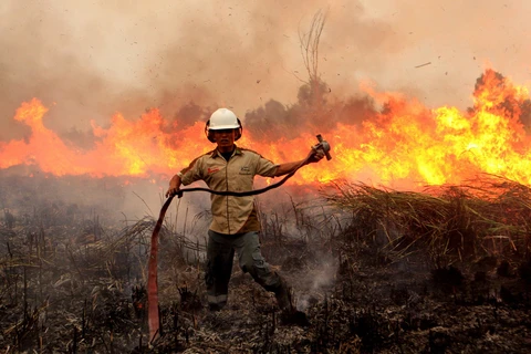 Một đám cháy rừng tại Indonesia. (Nguồn: THX)