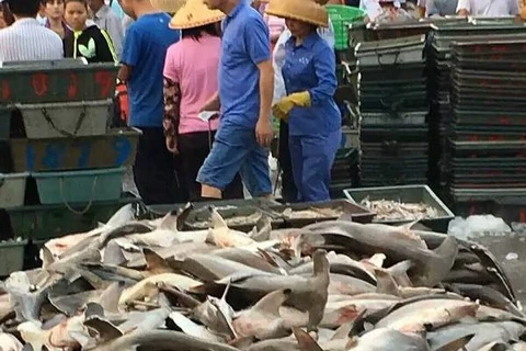 Hàng trăm con cá mập đầu búa quý hiếm bị bày bán với giá rẻ mạt tại Tam Á, Trung Quốc. (Nguồn: hinews.cn)
