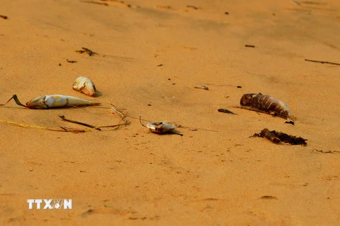 Cá chết bất thường dọc bờ biển Quảng Bình. (Nguồn: TTXVN)