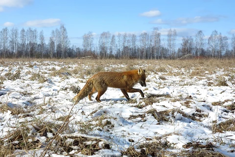 Một con sói sống trong khu vực chịu thảm họa Chernobyl. (Nguồn: ibtimes.co.uk) 
