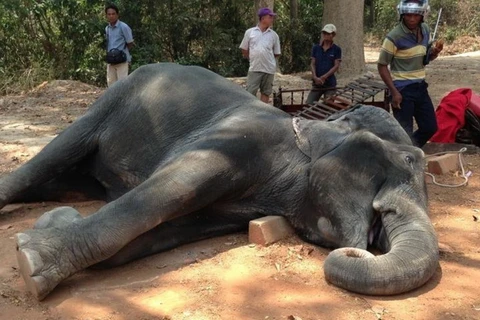 Một con voi bị chết do nắng nóng tại Campuchia. (Nguồn: huffingtonpost.com)