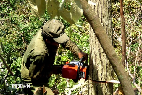 Các đối tượng dùng cưa máy để đốn hạ những cây có đường kính từ 30 cm trở lên. (Ảnh: Thế Lập/TTXVN)