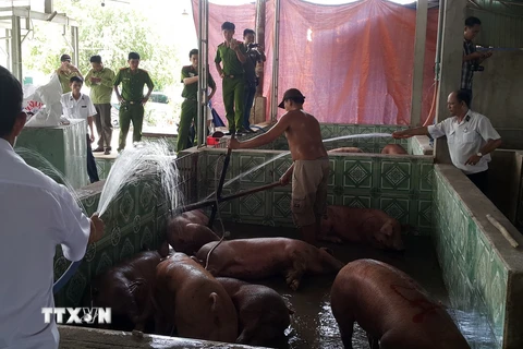 Số lợn nhiễm chất cấm tuồn vào lò giết mổ ở thị xã Bến Cát, tỉnh Bình Dương, bị ngành chức năng phát hiện bắt giữ. (Ảnh: Dương Chí Tưởng-TTXVN)