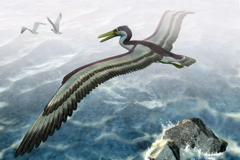 Ảnh minh họa về loài chim khổng lồ pelagornithid. (Nguồn: livescience.com)