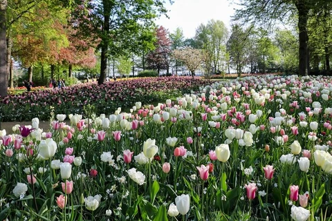 Keukenhof hay còn gọi Vườn châu Âu, là một trong những vườn hoa lớn nhất thế giới. (Ảnh: Hoàng Long/Vietnam+)