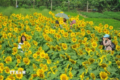 [Photo] Đắm mình trong vườn hoa hướng dương rực rỡ tại Ninh Bình