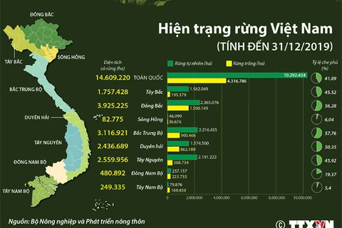 [Infographics] Hiện trạng rừng tại Việt Nam tính đến 31/12/2019