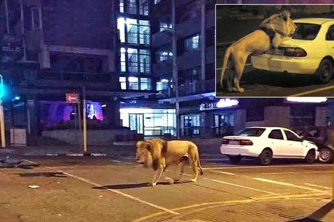 Một con sư tử xổng chuồng đi lang thang trên đường phố. (Nguồn: Carters News Agency)