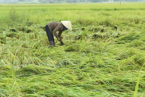 Người dân thu hoạch phần diện tích lúa bị gãy rụng, đổ rạp sau trận mưa lốc. (Ảnh: Phan Tuấn Anh/TTXVN)