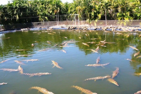 Những con cá sấu tại công viên hoang dã Crocodylus. (Nguồn: mapio.net)