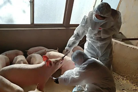 Nhân viên thú y lấy mẫu máu của một con lợn tại trang tại ở Cam Túc, Trung Quốc. (Nguồn: Reuters)