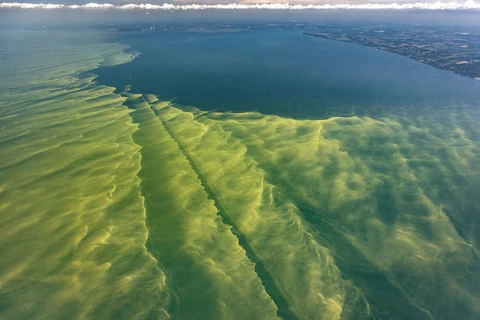 Tình trạng biến đổi khí hậu làm gia tăng sự xâm lấn của tảo diệp lục. (Nguồn: greatlakes.org)