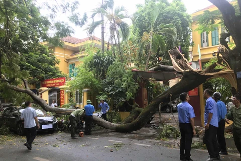 Hiện trường vụ cây cổ thụ đổ gẫy, đè bẹp ôtô và xe máy tại Hải Phòng. (Ảnh: Trần Hoàng Ngọc/TTXVN)