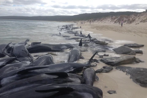 Gần 400 con cá voi đã chết do bị mắc cạn tại bờ biển Australia. (Nguồn: independent.co.uk)
