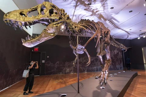 Bộ xương khủng long bạo chúa T-rex được bán với giá cao kỷ lục 31,8 triệu USD. (Nguồn: AP)