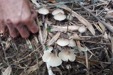 Quảng Ngãi: Ăn nấm rừng, 7 người trong một gia đình bị ngộ độc