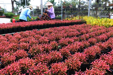 Người dân phường Tân Quy Đông, thành phố Sa Đéc, trồng hoa phục vụ thị trường Tết. (Ảnh: Nguyễn Văn Trí/TTXVN)