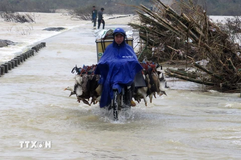 Quảng Ngãi: Nhiều nơi bị ngập sâu, giao thông chia cắt do mưa lũ