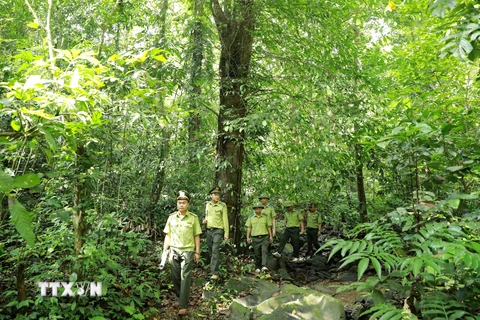 Quản lý bền vững rừng phòng hộ: Hướng phát triển, thu hút nguồn lực