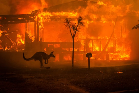 Năm thảm họa 2020: Cháy rừng giảm số lượng nhưng tăng về quy mô