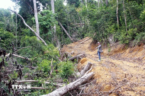 Phú Yên: Khởi tố thêm các đối tượng mở đường để phá rừng giáp ranh