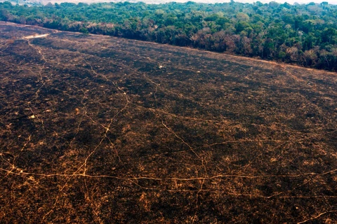 WWF: Diện tích rừng biến mất trong thập kỷ qua lớn hơn cả nước Đức