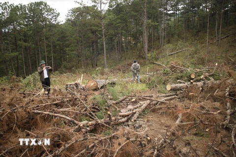 Gia Lai: Ba lãnh đạo Ban Quản lý rừng phòng hộ Ayun Pa bị kỷ luật
