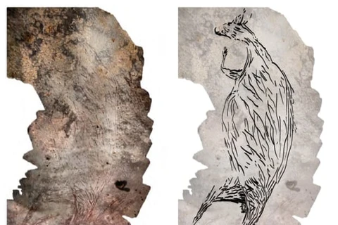 Phát hiện bức vẽ kangaroo trên đá có niên đại lâu đời nhất ở Australia