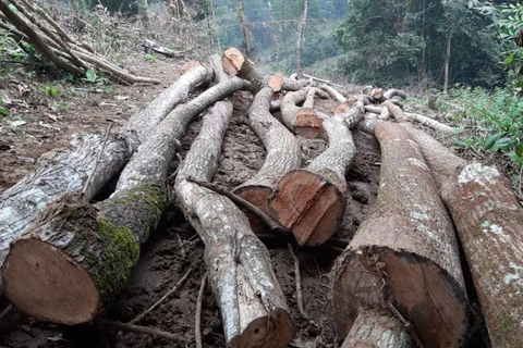 Phú Thọ: Xử nghiêm vụ phá rừng đặc dụng ở Vườn quốc gia Xuân Sơn