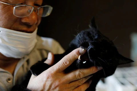 Cứu tinh của những chú mèo ở khu nhiễm phóng xạ nhà máy Fukushima