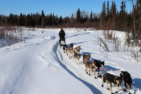 Iditarod - Cuộc đua chó kéo xe trượt tuyết khắc nghiệt nhất thế giới