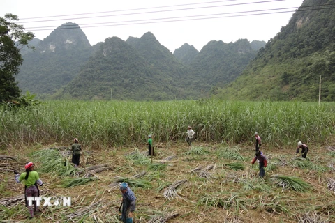 Vực dậy ngành mía đường trong nước: Sản xuất đang bị thu hẹp