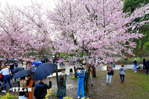 [Photo] Người dân Moskva đội mưa tới công viên ngắm hoa anh đào đua nở