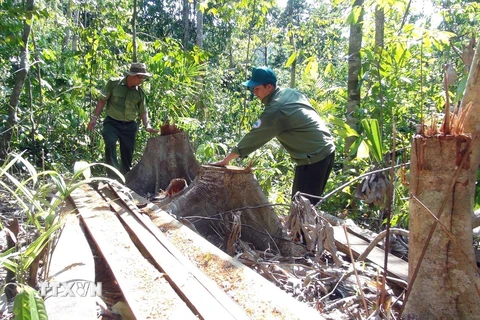 Vụ mở đường phá rừng giáp ranh tại Phú Yên: Khởi tố thêm hai bị can