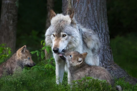 Mỹ: Lứa sói xám đầu tiên ra đời tại bang Colorado trong 80 năm qua