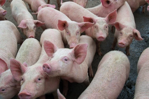 Các nước Trung Mỹ lo ngại nguy cơ lây lan dịch tả lợn châu Phi