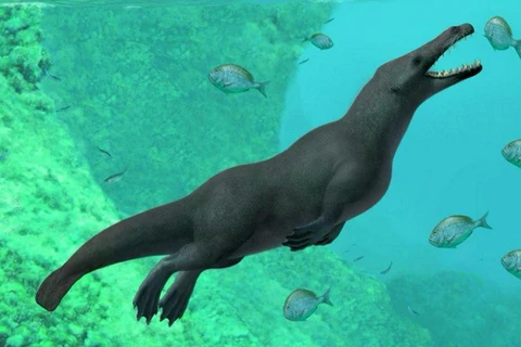 Ai Cập phát hiện hóa thạch cá voi lưỡng cư có niên đại 43 triệu năm