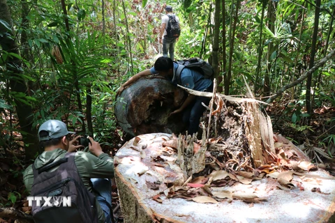 Quảng Ngãi: Kiểm tra thực tế hiện trường phá rừng phòng hộ Phổ Phong