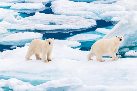 Gấu Bắc Cực thay đổi "khẩu vị" để thích ứng với biến đổi khí hậu