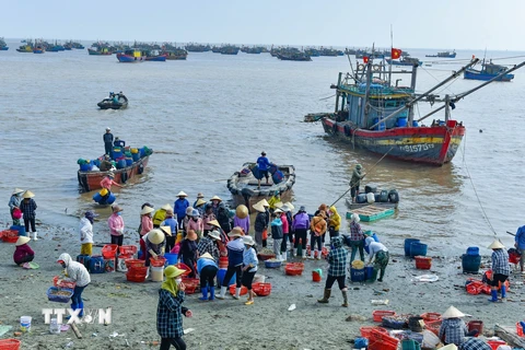 Cảng cá Ngư Lộc tấp nập hoạt động thu mua hải sản ngày giáp Tết